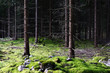 Foto: Dark forest in Sweden Dark forest in Sweden