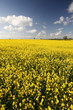 A rapeseed field in Oxfordshire, England A rapeseed field in Oxfordshire, England