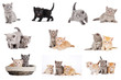 set of british kittens cat