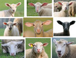 différents portraits de moutons