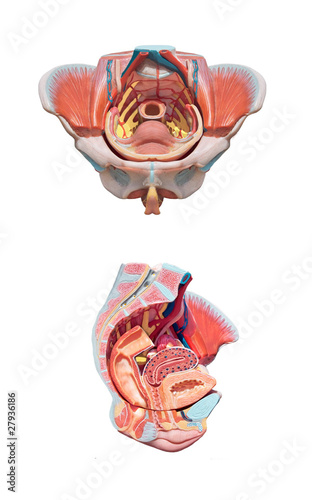 Photo: Female pelvis anatomy. Reproduction system . Female pelvis anatomy. Reproduction system .
