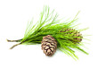 cedar branch with cones cedar branch with cones