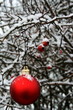 Weihnachtsdeko mit Hagebutten