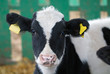 calf