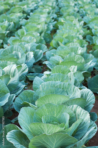 Photo: Cabbage farming at organic food farm Cabbage farming at organic food farm