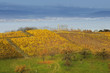 lac et vignes de neuchatel
