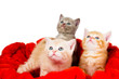 three cat in velvet