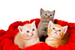three cat in velvet