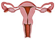 Utero Utero