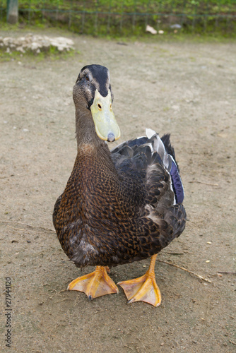 Photo: canard canard