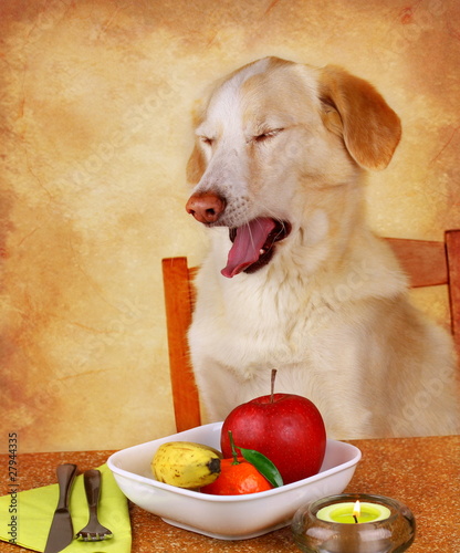 Foto: Hund hasst Obst Hund hasst Obst