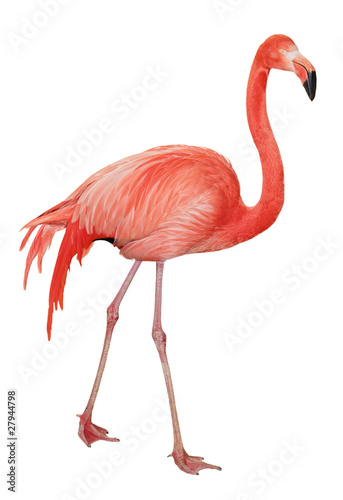 Photo: American Flamingo cutout American Flamingo cutout