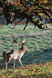 Wild deer