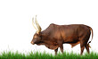 watusi with grass isolated watusi with grass isolated