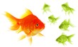 individual goldfish