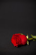 Foto: One rose on dark background One rose on dark background