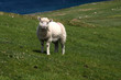 Kleines Schaf