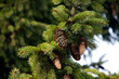 Tannenzapfen am Baum