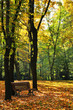 trees