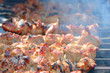 The shish kebab on skewers is fried on a brazier The shish kebab on skewers is fried on a brazier