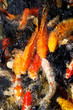 large flock of goldfish