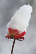 Rosenblüte mit Scheehut