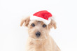 ノーフォークテリア クリスマス