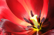 Extreme close-up on center part of blossoming tulip Extreme close-up on center part of blossoming tulip
