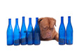 Dog and empty bottles