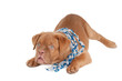 Puppy playing