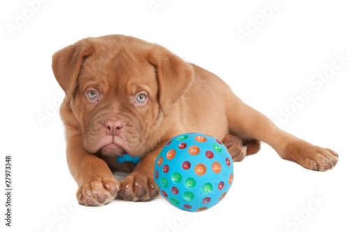 Photo: Puppy playing with a ball Puppy playing with a ball