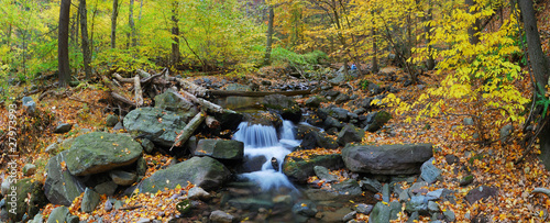 Photo: Autumn creek panorama with yellow maple trees Autumn creek panorama with yellow maple trees