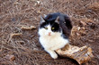 Katze , Schwarz - Weiss