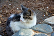 Katzenbaby