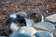 Katzenbaby