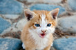 Katzenbaby mit Blauaugen Katzenbaby mit Blauaugen