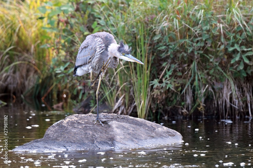 Photo: Itchy Great Blue Heron Itchy Great Blue Heron