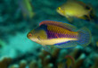 Flasher wrasse Flasher wrasse