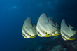 Batfishes Batfishes