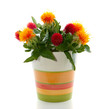 orange and red flowers in a little striped vase isolated over wh