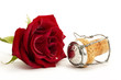 eine nasse rote rose mit einem champagnerkorken
