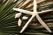 étoile de mer et coquillages
