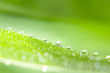 Grass with raindrops, shallow DOF Grass with raindrops, shallow DOF