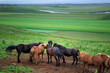 Icelandic horses' gathering Icelandic horses' gathering