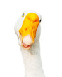 A white goose
