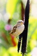 A sparrow in the foreground with the flowerbed A sparrow in the foreground with the flowerbed