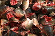 tête, poisson