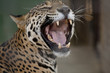 Jaguar Mouth Open Jaguar Mouth Open
