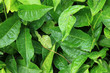 Tea Plantation, Malaysia