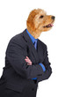 Businessman with crossed arms and dog head